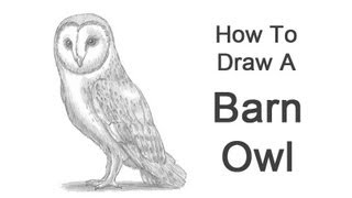 How to Draw a Barn Owl [upl. by Enyawed]