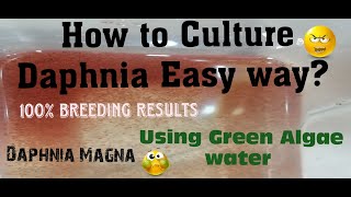 Daphnia MagnaHow to Culture Daphnia Easy wayCulturing Daphnia using Green water Daphnia [upl. by Mandeville]