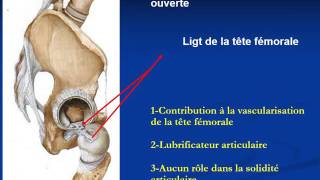 ANATOMIE MI Articulation coxo fémorale [upl. by Nalak]