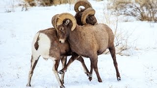 Bighorn Sheep Rut Behavior [upl. by Ishmul]