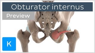 Functions of the obturator internus muscle preview  3D Human Anatomy  Kenhub [upl. by Domela]