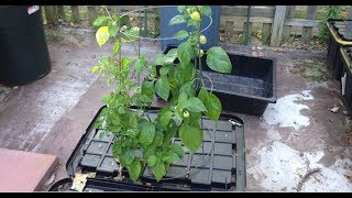 BA Kratky  Outdoor Hydroponic Hot Peppers [upl. by Gloria]