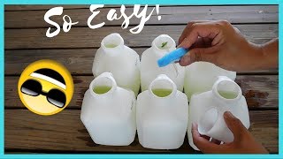 Easiest Kratky Method for Hydroponic Growing [upl. by Eintroc]