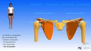 La ceinture scapulaire [upl. by Acirtap]