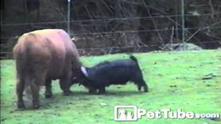 The Most Unfair Head Butting Battle EVER PetTube [upl. by Aldus]