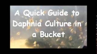 How to culture daphnia outside [upl. by Rustice708]