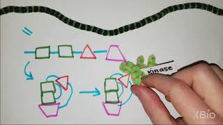 What is Phosphorylation [upl. by Adyan]