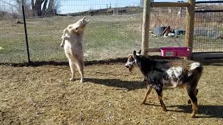 GOATS BUTTING HEADS  Common Goat Behaviors [upl. by Eeimaj]