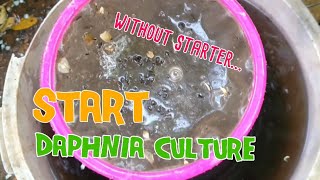 How to culture daphnia moina the easy way 1  Starting the Daphnia culture [upl. by Tessie80]