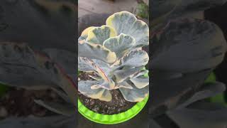 Cotyledon Undulata Variegado [upl. by Uticas]