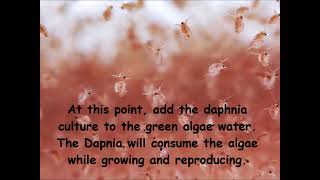 Daphnia  How to grow daphnia in your home [upl. by Eloken]