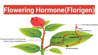 Flowering HormoneFlorigen biologywalesir [upl. by Nnaeoj]