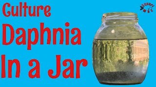 How to Culture Daphnia in a Jar [upl. by Kingdon]