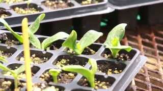 Cotyledon amp True Leaves on Transplants [upl. by Aiel]