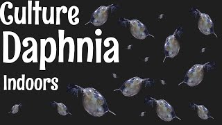 How to Culture Daphnia [upl. by Omocaig]