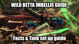 Wild Betta Imbellis species and care guide  FranksBettas [upl. by Nerty]