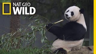 Giant Pandas 101  Nat Geo Wild [upl. by Edac]