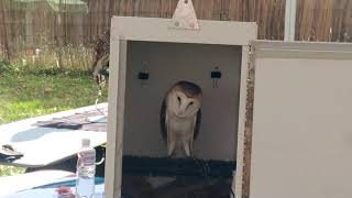 The screams of a barn owl [upl. by Guadalupe]