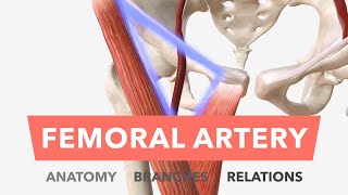 Femoral Artery  Anatomy Branches amp Relations [upl. by Gregory902]