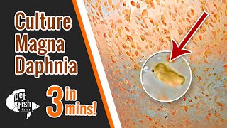 How to culture DAPHNIA MAGNA  The easy way [upl. by Elleniad]