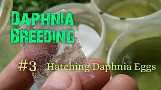 Daphnia Culture made simple and easy 3  Hatching Daphnia eggs [upl. by Colwen]