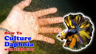 How to Culture Daphnia with ZERO Cost  Unlimited Live Food For Our Fish [upl. by Abita]