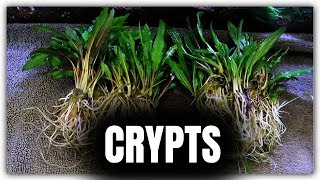 CRYPTS AND ANUBIAS  Planting 75g Aquarium [upl. by Eirrotal]