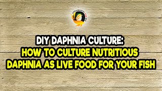 DIY Daphnia Culture How to Culture Nutritious Daphnia as Live Food for Your Fish [upl. by Eenal462]