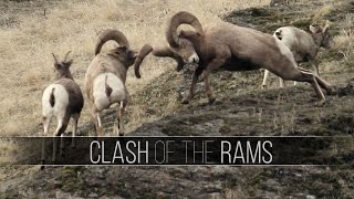 Big Rams Butt Heads Bighorn Sheep Rut Fights Wildlife [upl. by Nuris835]