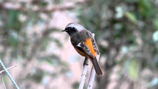 Daurian Redstart FullHD JH1RNZ [upl. by Haland]