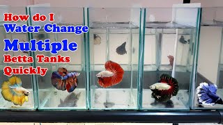 How to Water Change Multiple Betta Tanks Quickly  10 Bettas in 1 tank [upl. by Lucita]