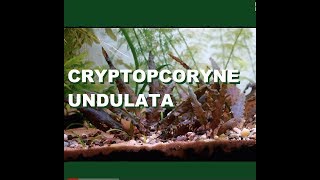 Cryptocoryne Undulata [upl. by Ahsirpac760]