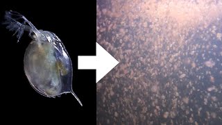 How I Culture Daphnia [upl. by Woods]