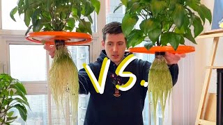 Hydroponic Peppers Race  Kratky vs DWC [upl. by Laraine]