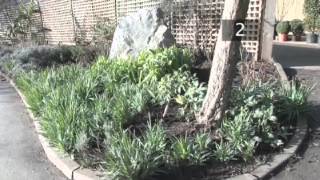 How To Plant Snowdrops [upl. by Nnyltiac]