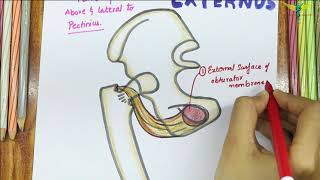 Obturator Externus  Muscle  Origin  Insertion  Nerve supply  Actions [upl. by Enoval]