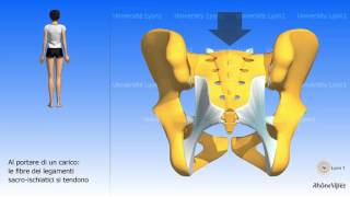 Artrologia del bacino  L’articolazione sacro iliaca [upl. by Ditmore]