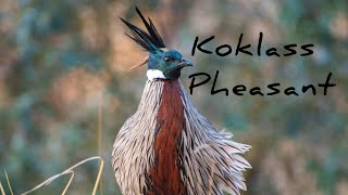 koklass Pheasant morning calling [upl. by Lecirg]