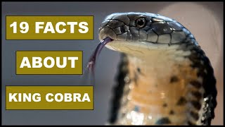 19 Awesome Facts About KING COBRA  Animal Globe [upl. by Mikah869]