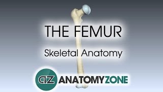 The Femur Skeletal Anatomy [upl. by Arita726]