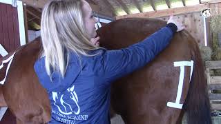 How to Give a Horse an IM Injection [upl. by Hgielrahc]