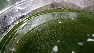 DAPHNIA MOINA CULTURE IN A SMALL BUCKET [upl. by Aical]