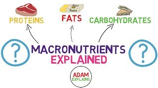 What Are Macronutrients  Macros Explained [upl. by Itsuj]