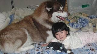 Husky dog and childハスキー犬と子供（孫） [upl. by Ailecnarf]