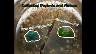 How To Culture Daphnia and Moinas using Green Water Spirulina powder [upl. by Johnathan]