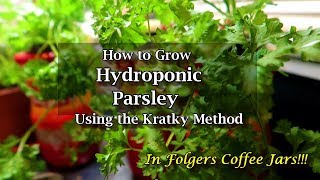 How to Grow Hydroponic Parsley Using the Kratky Method [upl. by Neddie]