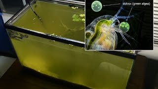 Raising Daphnia for the Freshwater Aquarium [upl. by Nylg848]