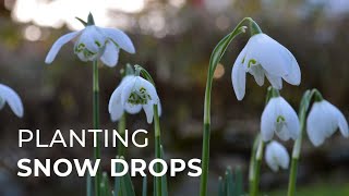 How to Plant Snowdrops [upl. by Forelli509]