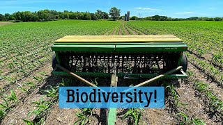 Interseeding Cover Crops Into Corn [upl. by Selrahcnhoj]