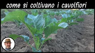 COLTIVAZIONE DEL CAVOLFIORE trucchi e segreti [upl. by Skardol]